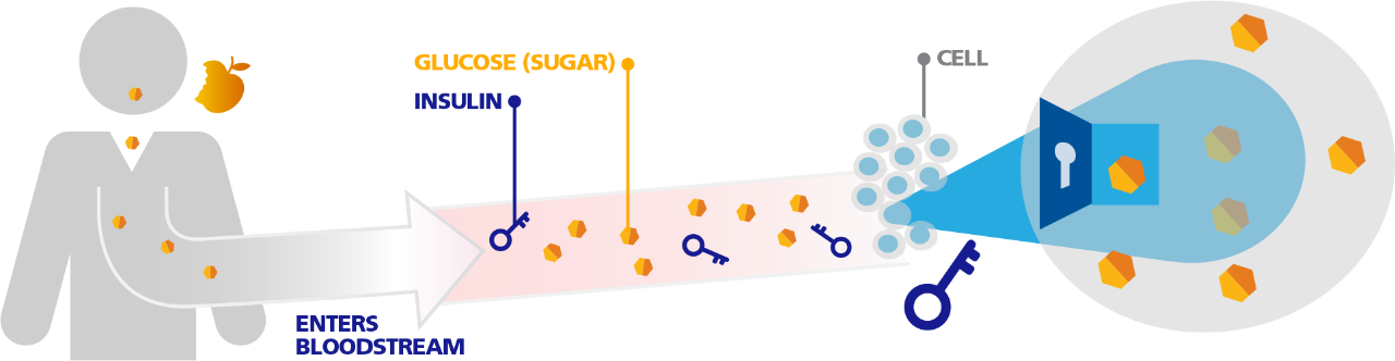 Diagram showing how food, sugar, and insulin work in the body